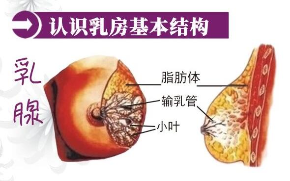 1574409170734995.jpg 產(chǎn)后康復(fù)治療.jpg